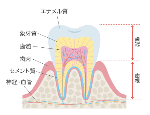 図：歯と歯周組織の構造