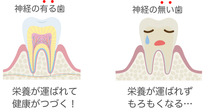 図：歯の神経の役割